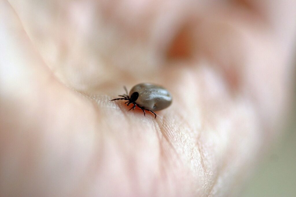 malattia di lyme